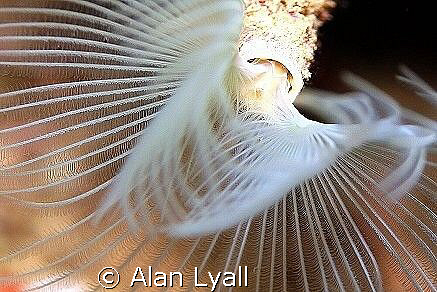 White tufted worm by Alan Lyall 