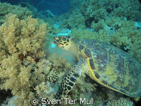 eating sea turtle by Sven Ter Mul 