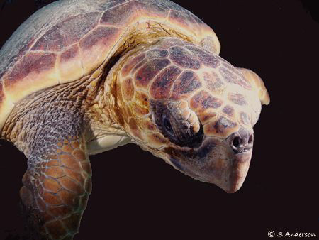 This turtle image was taken while diving off West Palm Be... by Steven Anderson 