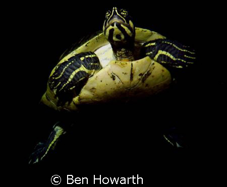Freshwater turtle at a lake in FL by Ben Howarth 