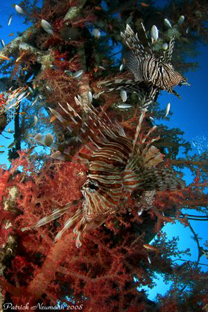 Lionfishs at Eilat wreck .. taken with Canon 400D +Hugyfo... by Patrick Neumann 