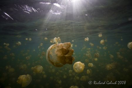 Jellyfish Lake-Palau by Richard Goluch 