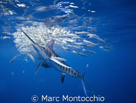 Striped marlin strikes sardines from a baitball. www.marc... by Marc Montocchio 