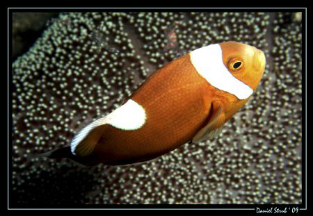Sattleback Clown fish in Dauin, car wreck - great dive, g... by Daniel Strub 