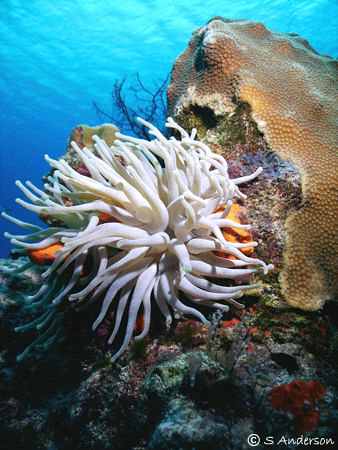 This image of a Giant Anemone is one of my favorites take... by Steven Anderson 