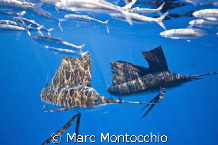Pair of sail fish ball bait, two of around sixty fish wor... by Marc Montocchio 