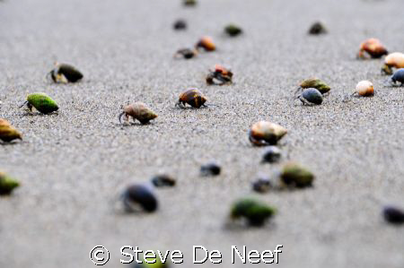 some hermit crabs running towards the ocean at pavones, C... by Steve De Neef 