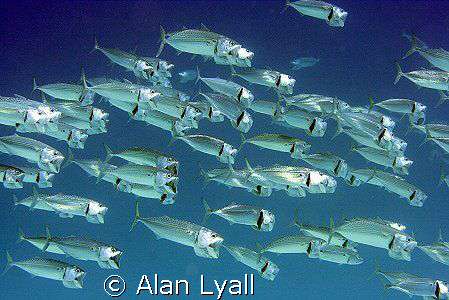 Indian mackerel - mouths wide open by Alan Lyall 