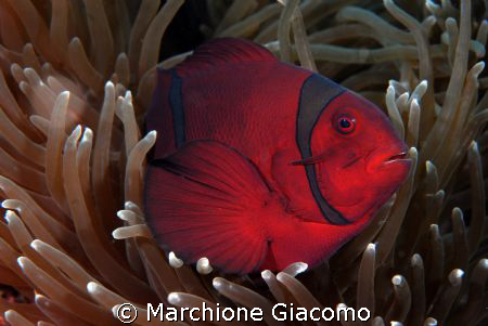 Clown fish
Nikon D200, 60 micro , twin strobo
Manado by Marchione Giacomo 