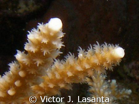 close-up staghorn coral{acropora cervicornis} in v.j.leve... by Victor J. Lasanta 