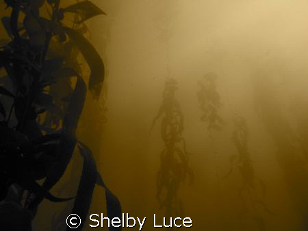 Point Lobos kelp shot. by Shelby Luce 