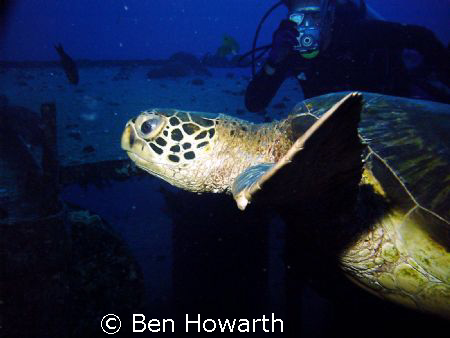 sea turtles were everywhere on the Y-O wreck off the coas... by Ben Howarth 