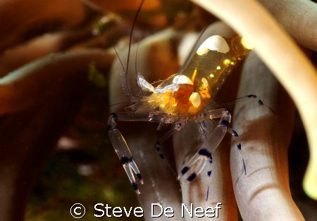 comensal shrimp at duconi pier in dauin, philippines by Steve De Neef 
