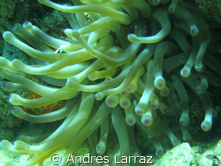CLUB TIPPED ANEMONE by Andres Larraz 