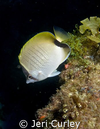 Butterflyfish seemed to be more abundant than usual on th... by Jeri Curley 