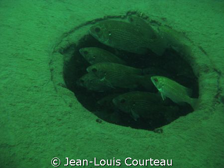 "Looking Out"    These rock bass are having a look outsid... by Jean-Louis Courteau 
