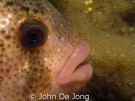 These Cyclopterus lumpus protects his eggs in the backgro... by John De Jong 