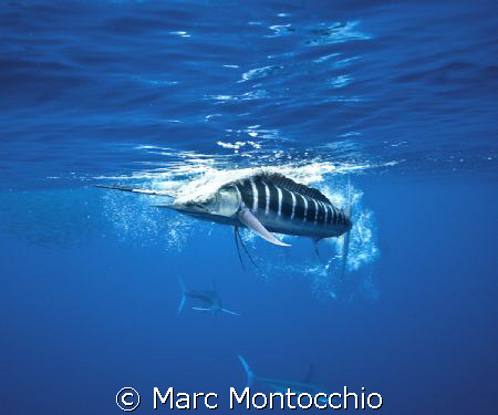 A striped marlin smashes a sardine a few feet off the dom... by Marc Montocchio 