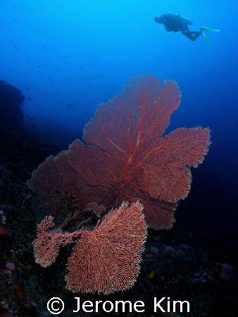 Giant Coral with diver in San agapito point in Verde Island by Jerome Kim 