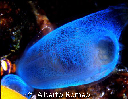 ASCIDI LACEWORK BLUE IN BALI SEA.
Nikon 801s+60mm macro ... by Alberto Romeo 