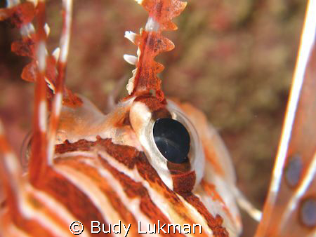 A close up view of Lion fish's eye. Canon G7 with canon h... by Budy Lukman 