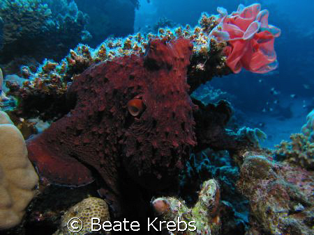 Octopus with Spanish Dancer eggs, taken with Canon S70 by Beate Krebs 