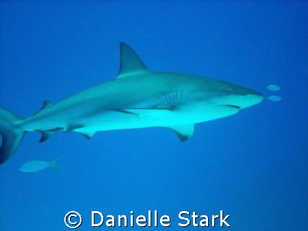 purty lil shark in roatan by Danielle Stark 