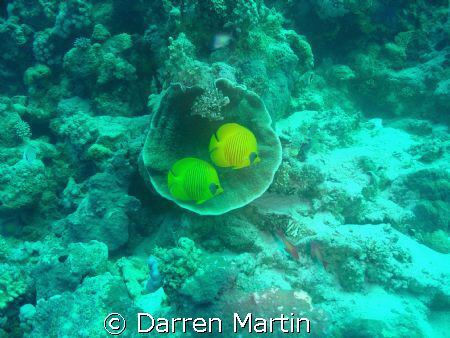 a pair of masked butterfly fish in a montipora coral by Darren Martin 