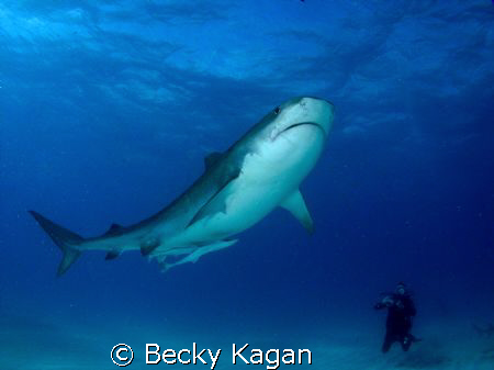 14 foot Tiger shark checks out a diver off the West End o... by Becky Kagan 
