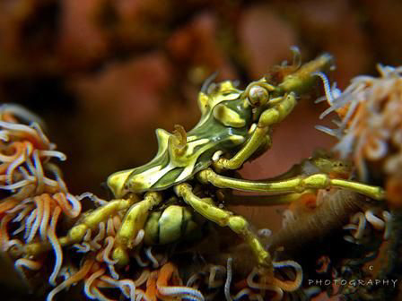 Xeno Crab. Photo capture by Canon G9 with Inon single str... by Derrick Lim 