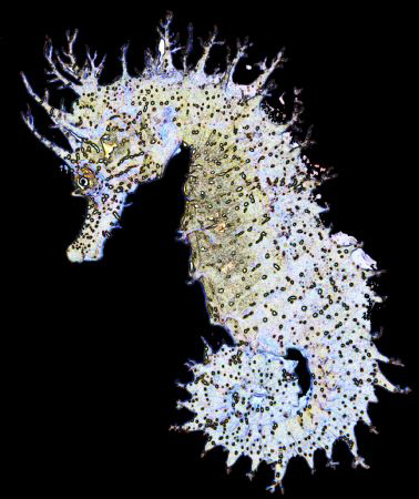 Photoshopped seahorse...... by Andy Kutsch 
