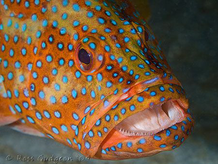Coral Cod.  Ningaloo Reef, Western Australia.  Canon 50D ... by Ross Gudgeon 