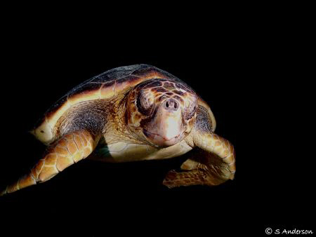 Yes , another turtle image. This turtle was resting insid... by Steven Anderson 