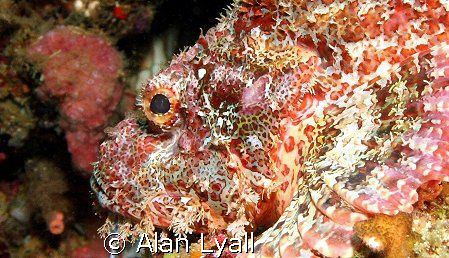 Tasseled scorpionfish by Alan Lyall 
