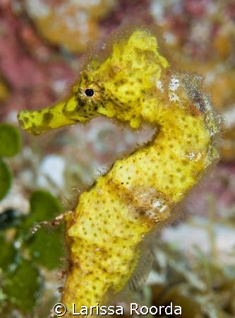 The first regular size Seahorse that I have seen!  Travel... by Larissa Roorda 
