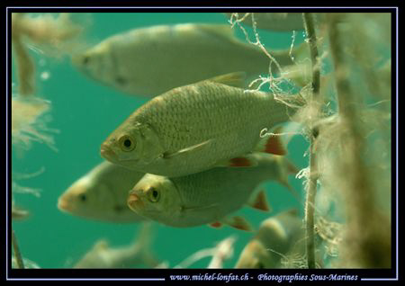 Freshwater fishes (rotengles in French...) - Natural Ligh... by Michel Lonfat 