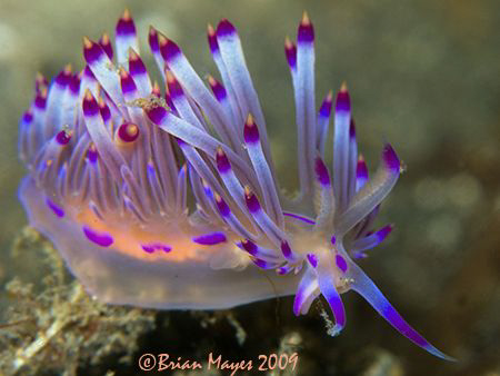 Nudibranch (Flabellina rubrolineata) displaying all it's ... by Brian Mayes 