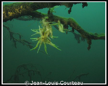 "ABYSSAL ORCHID" These quite ordinary freshwater sponges ... by Jean-Louis Courteau 