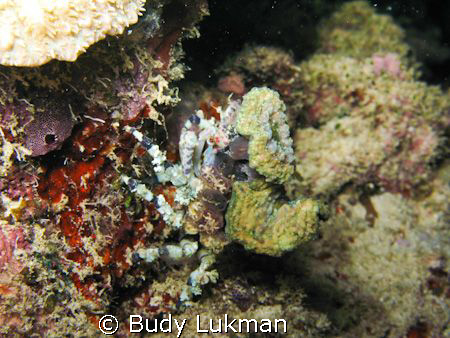 a decorator crab on a night dive, Canon G7 by Budy Lukman 
