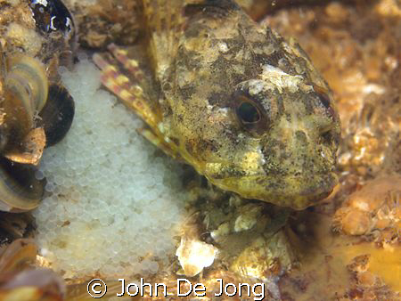 Father & son? Also the male of the Enophrys bubalis takes... by John De Jong 