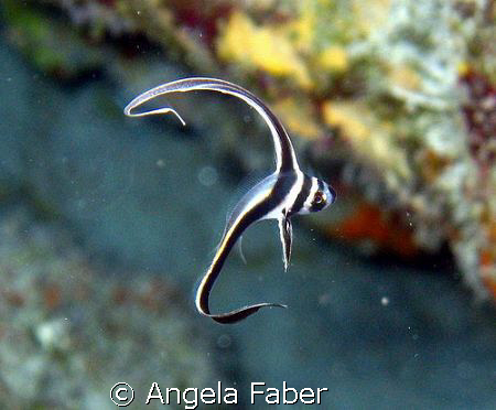 juvenile drum fish by Angela Faber 
