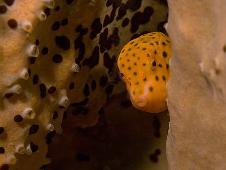 Juvenile Boxfish, Bare Island by Doug Anderson 