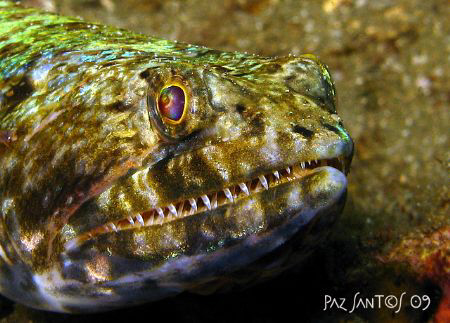 A variegated lizardfish saying "cheese" by Paz Maria De Vera-Santos 