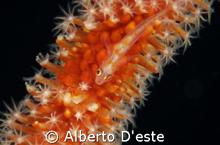 Goby on soft coral by Alberto D'este 