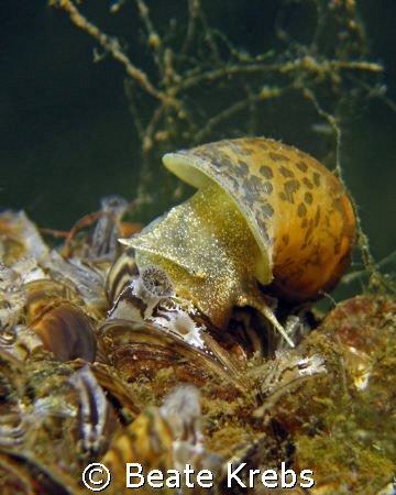 Freshwater snail by Beate Krebs 