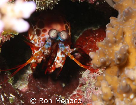 Could be an alien, mantis shrimp or slipper lobster......... by Ron Monaco 