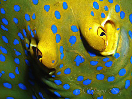 Top View close up of a blue spotted lagoon ray.
Canon G1... by Ng Steven 