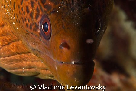 Tell me when to say "cheese".
A very curious giant moray... by Vladimir Levantovsky 