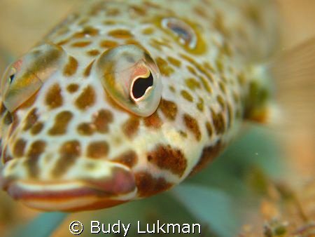 Eye of lizard fish, don't know exactly the type of the fi... by Budy Lukman 