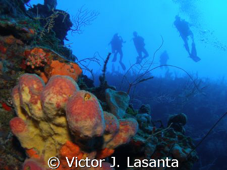 pitted sponge at windows dive site at parguera area,PUERT... by Victor J. Lasanta 